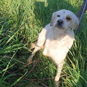 Βρέθηκε το σκυλάκι της φωτογραφίας