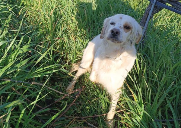 Βρέθηκε το σκυλάκι της φωτογραφίας