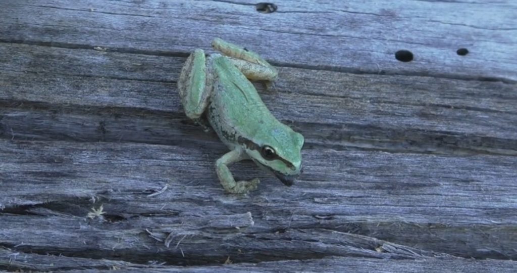 Βάτραχοι «μετεωρολόγοι»: Πώς τα κοάσματα αποκαλύπτουν τη θερμοκρασία του νερού