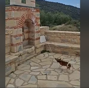 Ο viral τετράποδος «βοηθός» ιερέα που κλέβει την παράσταση! (ΒΙΝΤΕΟ)