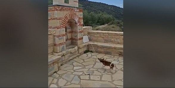 Ο viral τετράποδος «βοηθός» ιερέα που κλέβει την παράσταση! (ΒΙΝΤΕΟ)