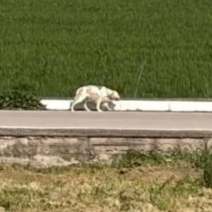 Βρέθηκε το σκυλάκι της φωτογραφίας στο Κόμμα Λαμίας