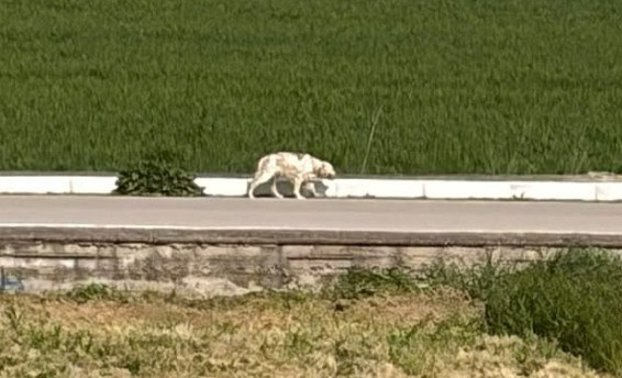 Βρέθηκε το σκυλάκι της φωτογραφίας στο Κόμμα Λαμίας
