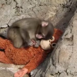 Όταν τα λούτρινα γίνονται «οικογένεια» για ορφανά ζωάκια: Από τον viral Punch στη συγκινητική καμπάνια στη Βραζιλία