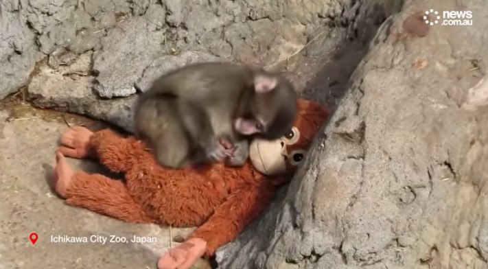 Όταν τα λούτρινα γίνονται «οικογένεια» για ορφανά ζωάκια: Από τον viral Punch στη συγκινητική καμπάνια στη Βραζιλία