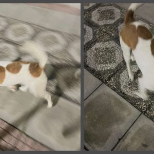 Λαμία: Βρέθηκε σκυλάκι Jack Russell στην περιοχή της Άνοιξης