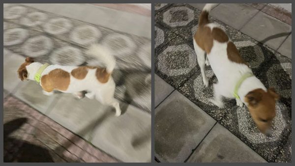 Λαμία: Βρέθηκε σκυλάκι Jack Russell στην περιοχή της Άνοιξης