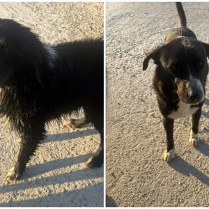 Μήπως ψάχνετε αυτά τα σκυλάκια;