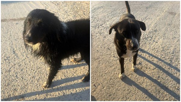 Μήπως ψάχνετε αυτά τα σκυλάκια;