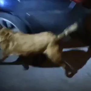 Η Iris μύρισε μισό κιλό ηρωίνης σε χάρτινη συσκευασία δημητριακών στο Κιλκίς, δείτε βίντεο