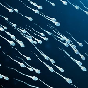 Προσομοίωση δείχνει τι συμβαίνει στο σπέρμα εάν παραμείνει μέσα στο σώμα