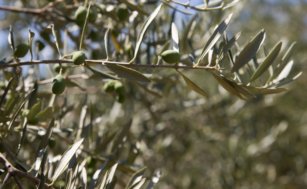 Πωλείται ελαιοπερίβολο στις Μεξιάτες