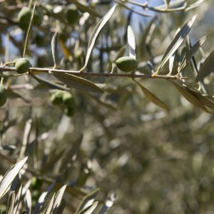 Πωλείται ελαιοπερίβολο στις Μεξιάτες