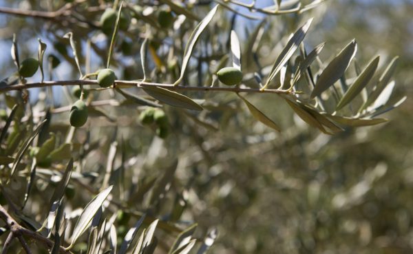 Πωλείται ελαιοπερίβολο στις Μεξιάτες