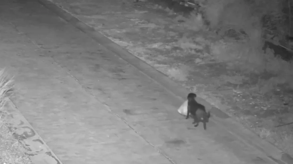 Απίστευτο περιστατικό: Εκπαίδευσε τον σκύλο του να πετάει παράνομα τα σκουπίδια!