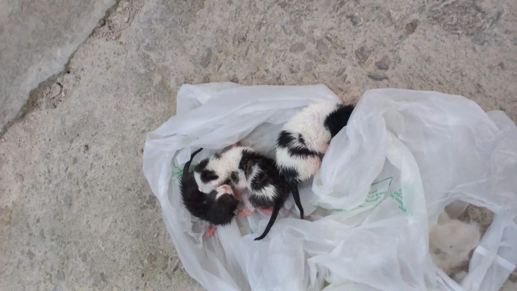 Πέταξαν νεογέννητα γατάκια σε κάδο σκουπιδιών δεμένα σε σακούλα - Ψάχνουμε κάποιον να τα φροντίσει