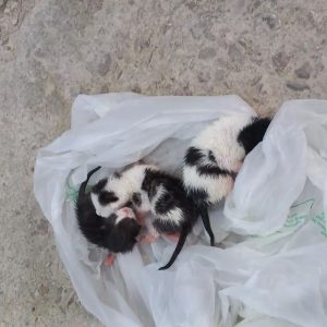 Πέταξαν νεογέννητα γατάκια σε κάδο σκουπιδιών δεμένα σε σακούλα - Ψάχνουμε κάποιον να τα φροντίσει