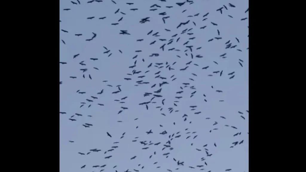 Εντυπωσιακό θέαμα στον Λίβανο: Χιλιάδες πελαργοί γέμισαν τον ουρανό καθ' οδόν προς τους τόπους αναπαραγωγής τους