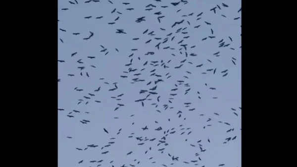 Εντυπωσιακό θέαμα στον Λίβανο: Χιλιάδες πελαργοί γέμισαν τον ουρανό καθ' οδόν προς τους τόπους αναπαραγωγής τους