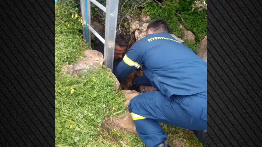 Διάσωση σκύλου από πηγάδι 15 μέτρων στη Σύρο, τον έψαχναν 10 μέρες οι κηδεμόνες του