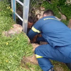 Διάσωση σκύλου από πηγάδι 15 μέτρων στη Σύρο, τον έψαχναν 10 μέρες οι κηδεμόνες του