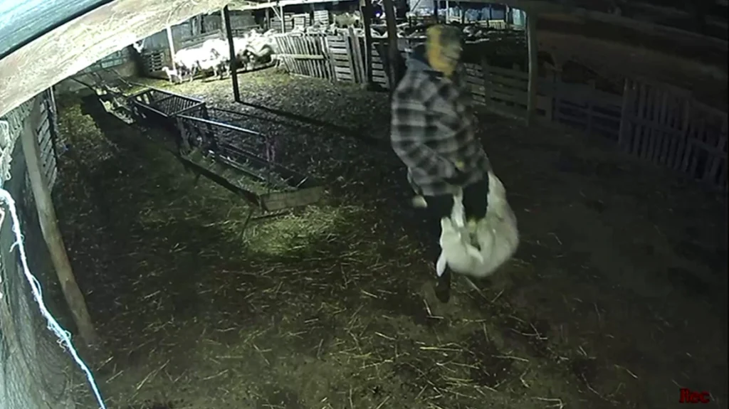 Βίντεο από τη στιγμή που κουκουλοφόροι κλέβουν… αρνιά από στάνη στη Βόλβη