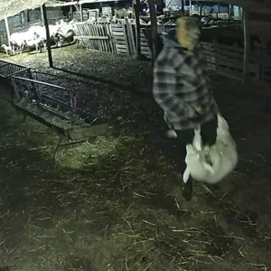 Βίντεο από τη στιγμή που κουκουλοφόροι κλέβουν… αρνιά από στάνη στη Βόλβη