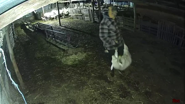 Βίντεο από τη στιγμή που κουκουλοφόροι κλέβουν… αρνιά από στάνη στη Βόλβη