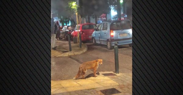 Ατάραχη αλεπουδίτσα κάνει βόλτες στη Νέα Ερυθραία - Δείτε βίντεο