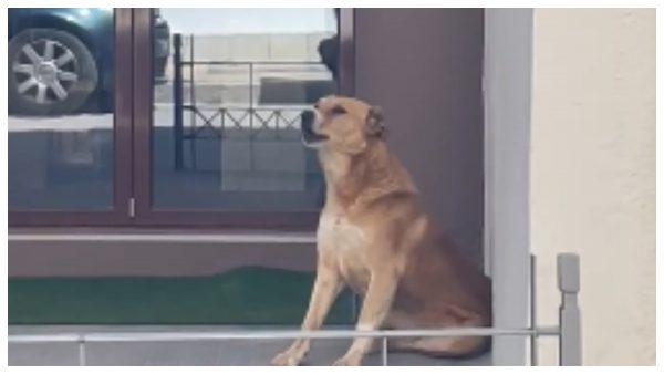 Μήπως ψάχνετε το σκυλάκι της φωτογραφίας;