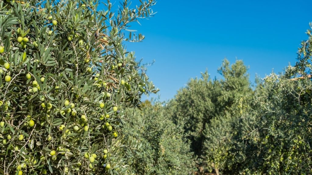 Πωλείται ελαιοπερίβολο στην περιοχή διοδίων Αγ. Τριάδας