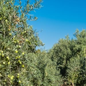 Πωλείται ελαιοπερίβολο στην περιοχή διοδίων Αγ. Τριάδας