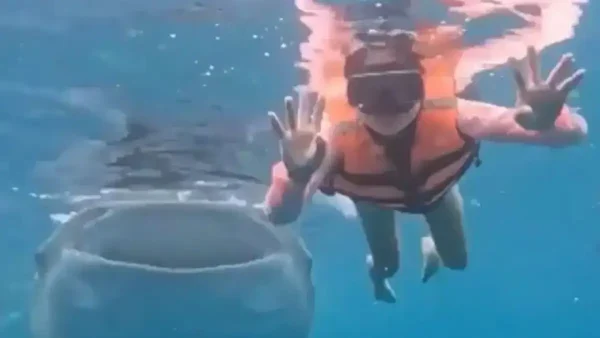 Φαλαινοκαρχαρίας έκανε photobombing σε κολυμβήτρια!