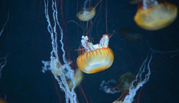 Γιατί ο Ευβοϊκός γέμισε με μωβ και καφέ μέδουσες – Τι λένε οι ειδικοί
