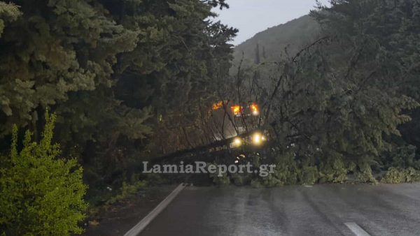 Έκλεισε από πτώση δέντρων τα ξημερώματα η εθνική οδός Θερμοπυλών - Ιτέας, προς Μπράλο  (ΒΙΝΤΕΟ-ΦΩΤΟ)