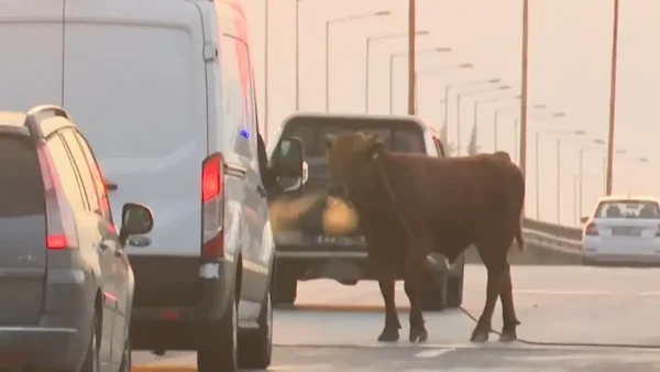 Θεσσαλονίκη: Ταύρος ξέφυγε και έκανε βόλτες στην εθνική οδό στο ύψος της Σίνδου