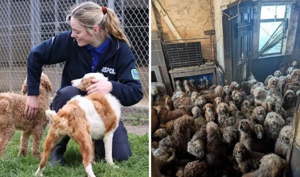 Βρέθηκαν περισσότερα από 250 σκυλιά poodle σε άθλιες συνθήκες - "Καταβεβλημένοι από την αναπαραγωγή" των σκύλων, δήλωσαν οι ιδιοκτήτες