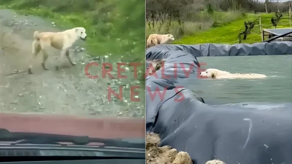Σκυλίτσα διένυσε 1 χλμ. και οδήγησε άνθρωπο στη διάσωση του κουταβιού της που είχε πέσει σε δεξαμενή νερού