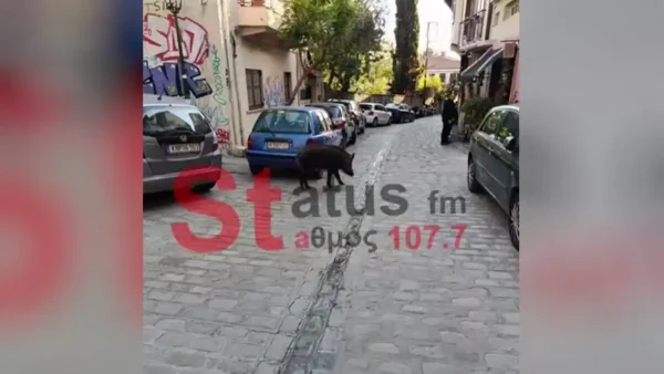 Θεσσαλονίκη: Αγριογούρουνο έκοβε βόλτες στην Άνω Πόλη ανάμεσα σε περαστικούς – Δείτε βίντεο