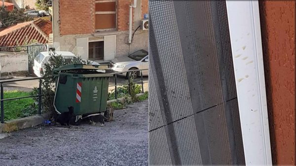 «Μαζέψτε και στειρώστε τις αδέσποτες γάτες»