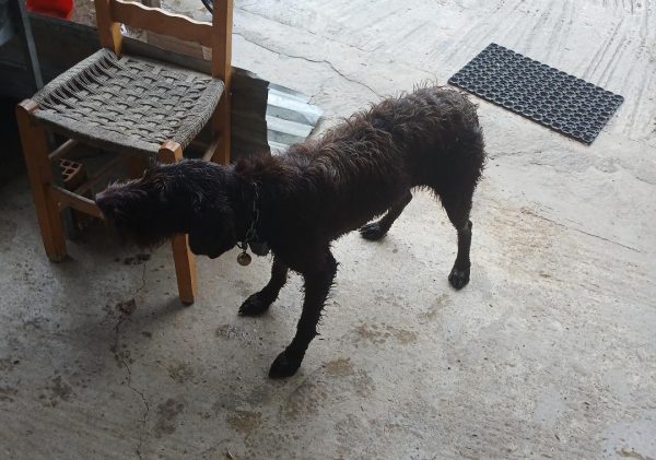 Βρέθηκε σκυλάκι στη Στίρφακα