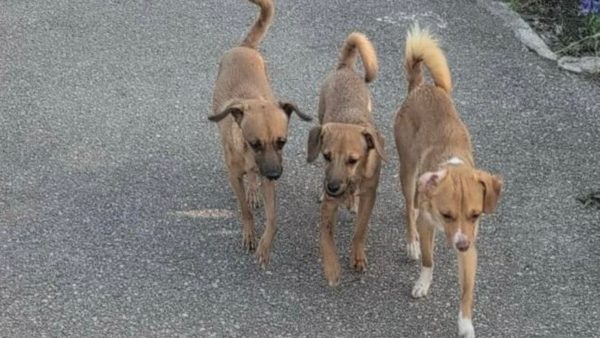 Χάθηκε ένα από τα σκυλάκια της φωτογραφίας - Μήπως το είδατε;