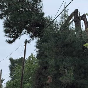 Πατέρας τριών παιδιών έπεσε από δέντρο και νοσηλεύεται στη ΜΕΘ του Νοσοκομείου Βόλου