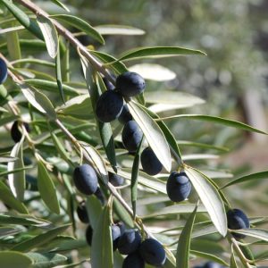 «Ελαιοκομικός Τομέας: Προβλήματα και Προοπτικές» - Σήμερα & αύριο το συνέδριο στο Γεωπονικό Πανεπιστήμιο Αθηνών