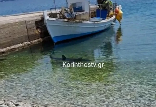 Καρχαρίας κολυμπάει στα ρηχά στα Λουτρά Ωραίας Ελένης στην Κορινθία
