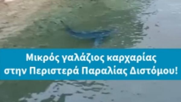Μικρός γαλάζιος καρχαρίας έκανε βόλτες στην Παραλία Διστόμου