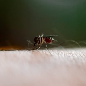 Ιός Δυτικού Νείλου: Στους 9 οι νεκροί, 45 κρούσματα σε μόλις μία εβδομάδα – Οι 13 περιοχές που βρίσκονται στο «κόκκινο»