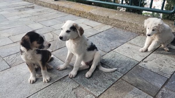 Βρέθηκαν κουταβάκια στην ανατολική πλευρά της πόλης - Μπορείτε να βοηθήσετε;