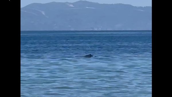 Αγριογούρουνο κάνει μπάνιο στα βαθιά της Αρκίτσας (βίντεο)