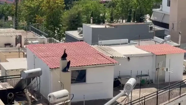 Περιστέρι: «Τους δίναμε ρούχα αλλά φορούσαν τα ίδια βρώμικα και σκισμένα» συγκλονίζουν οι μαρτυρίες για τα 6 παιδιά που ζούσαν μέσα σε ακαθαρσίες